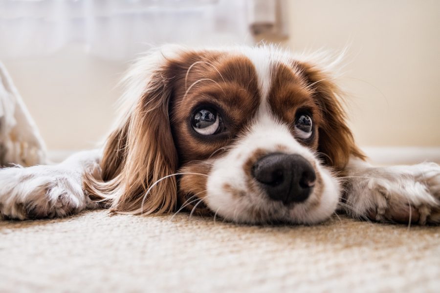 Een gezond gebit voor de hond